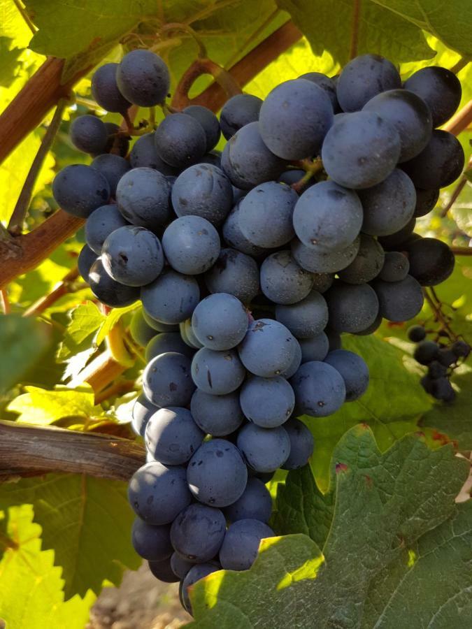 Weingut & Gaestehaus Nagel Kapellen-Drusweiler 外观 照片